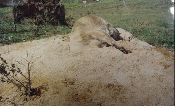 Lay cows or calves in the center of the pile.